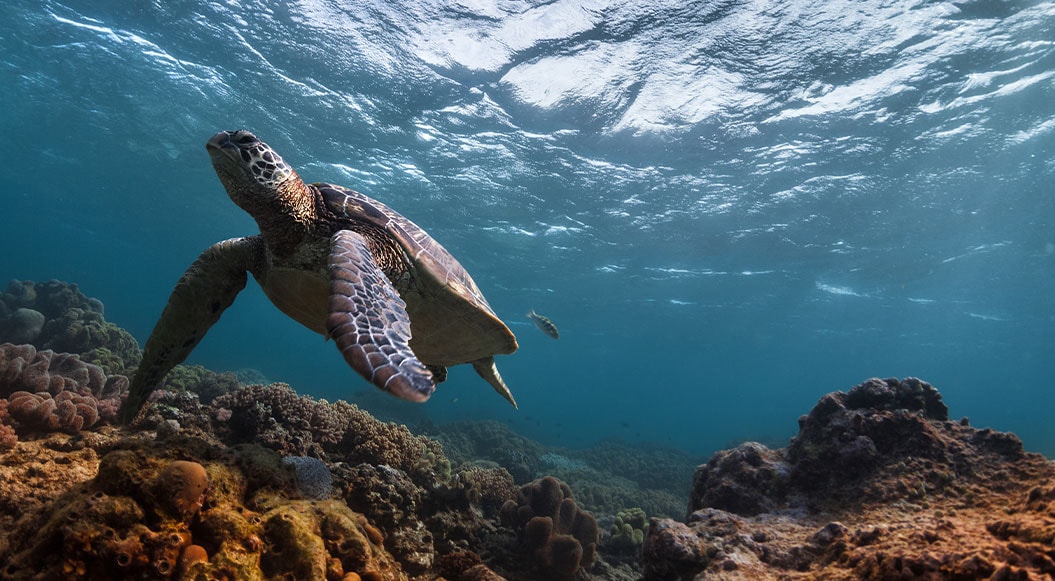 черепаха в океане